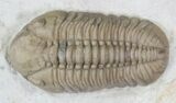 Beautiful Lochovella (Reedops) Trilobite - Oklahoma #23858-6